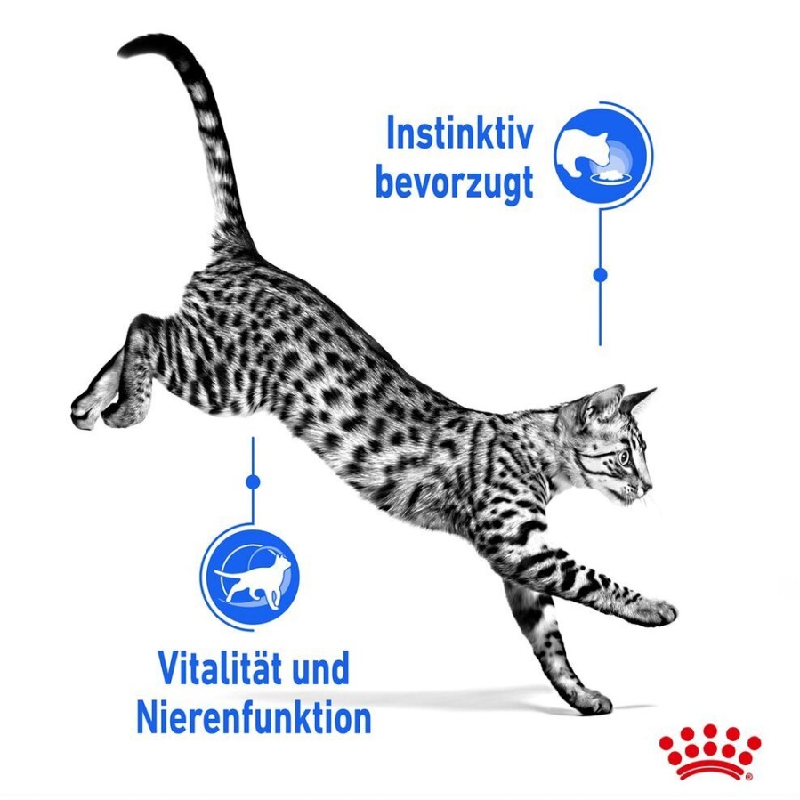 Royal Canin Royal Canin Indoor Sterilised Katzenfutter 7+ Nass In Gelee Und Sauce Wholesale